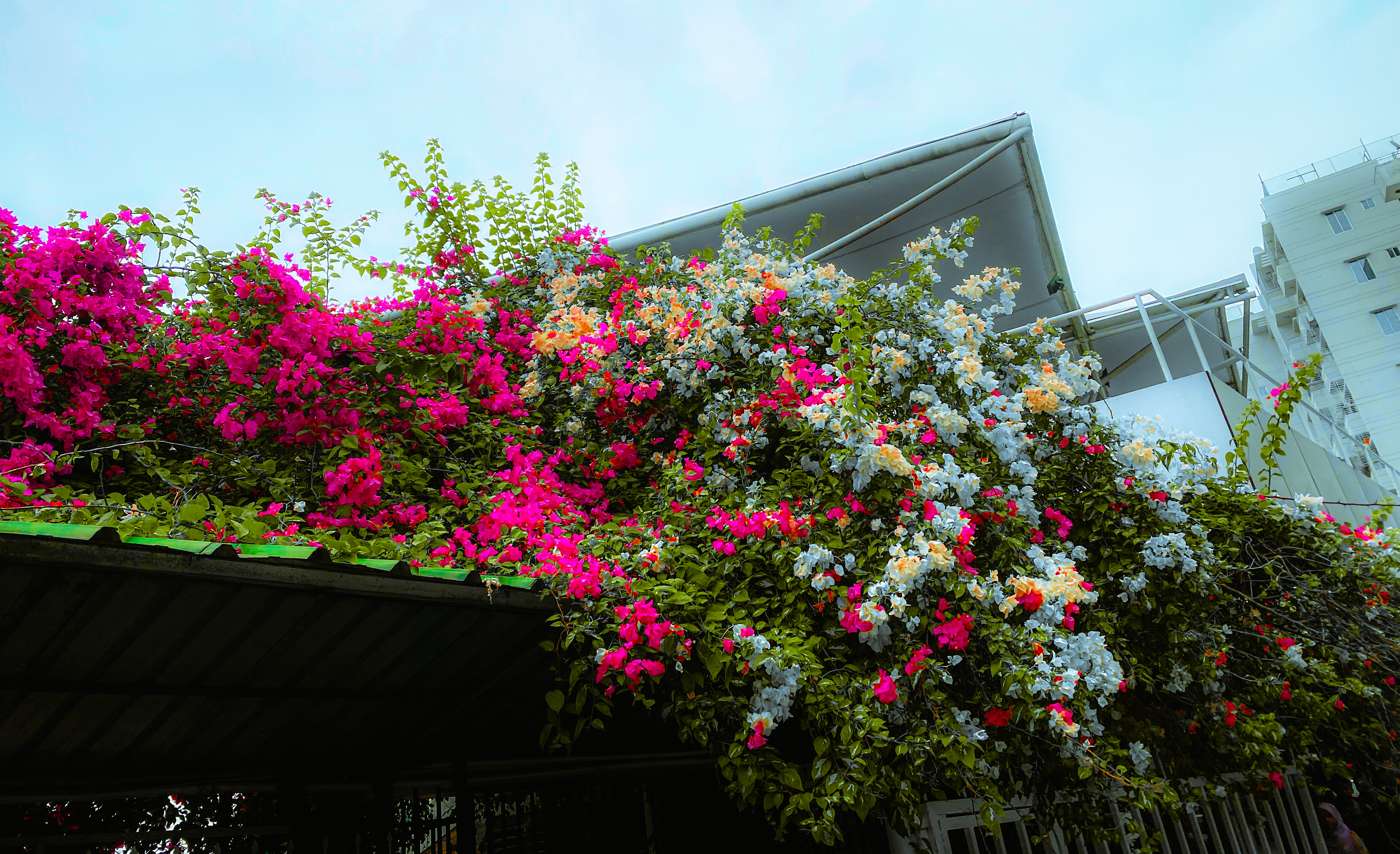Photography 26